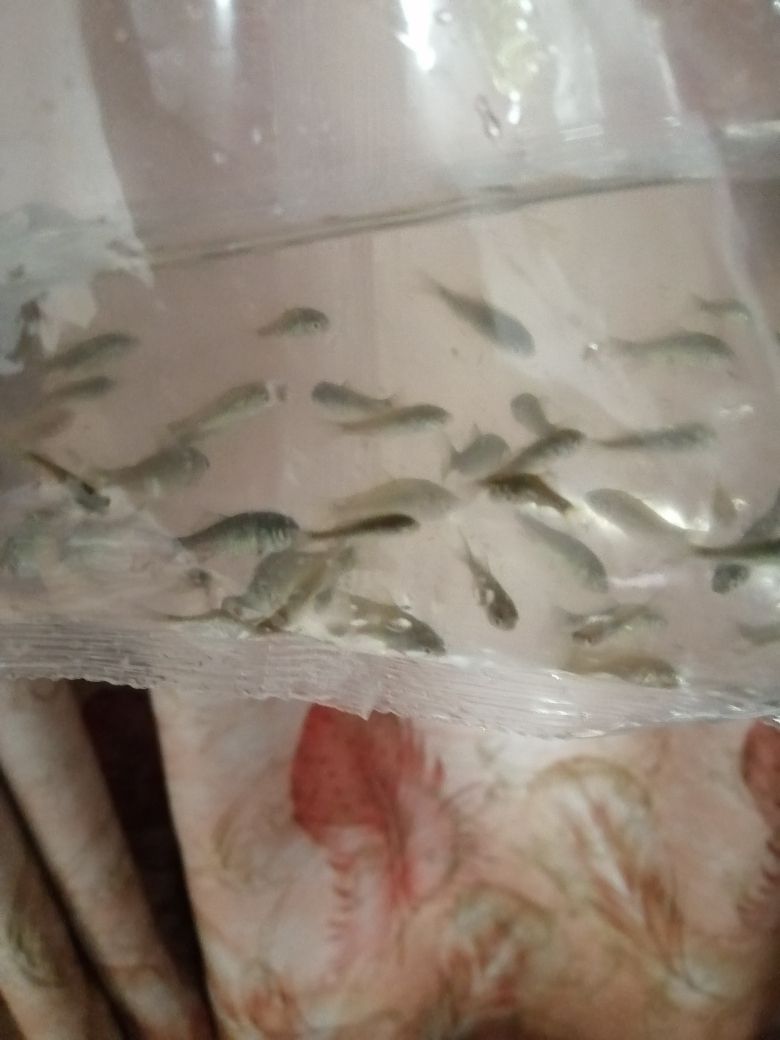 買飼料魚千萬(wàn)不要在那家店買 觀賞魚論壇 第3張