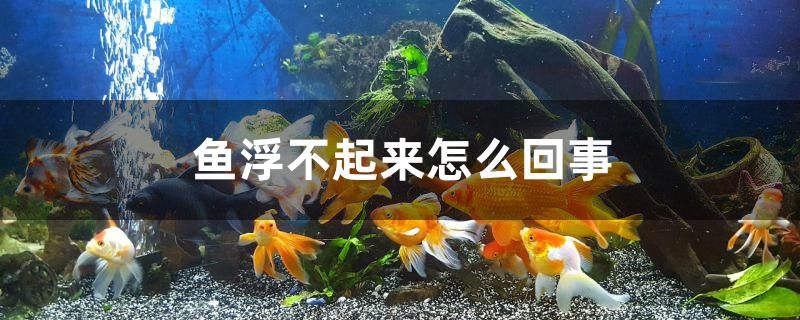 魚浮不起來怎么回事 觀賞魚批發(fā)