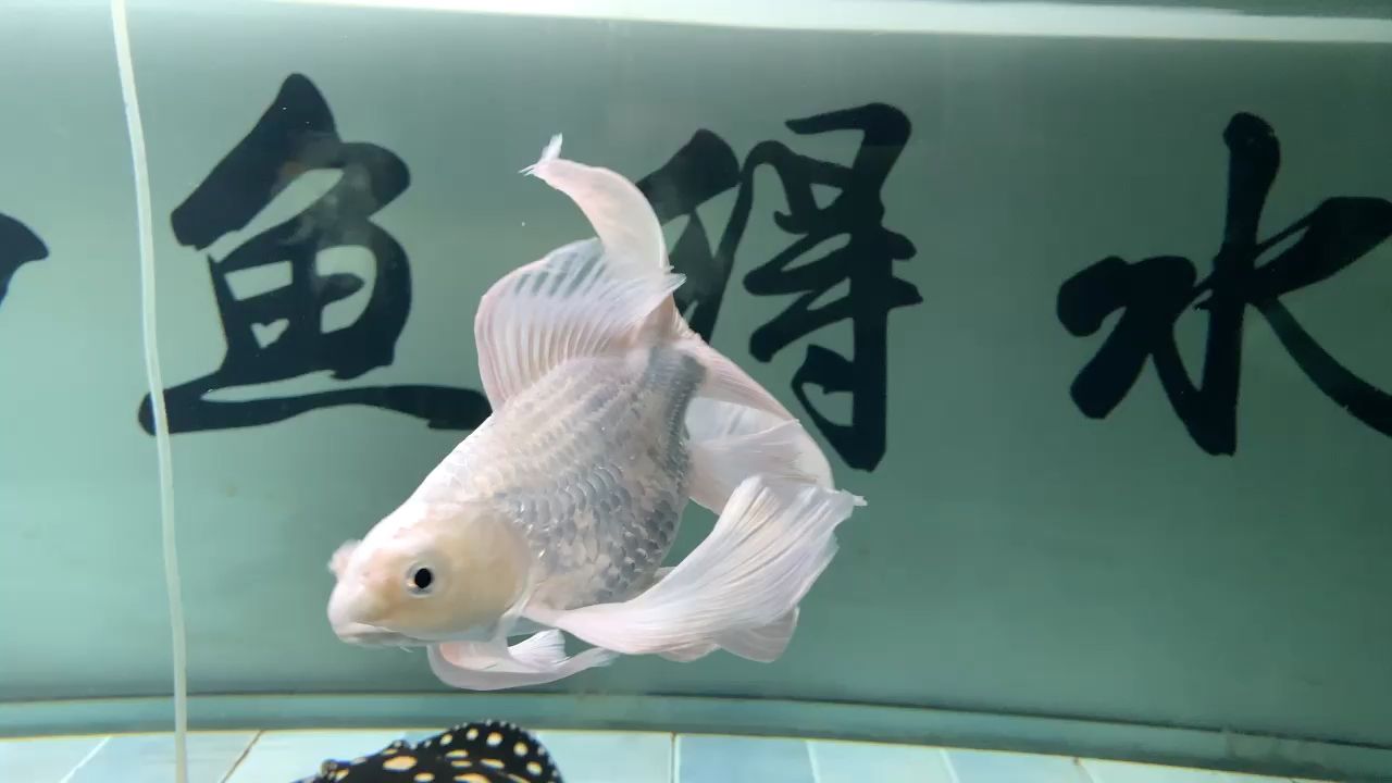 從小養(yǎng)起來的蝴蝶鯉 觀賞魚論壇