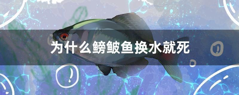 為什么鳑鲏?mèng)~換水就死 埃及神仙魚