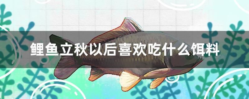 鯉魚立秋以后喜歡吃什么餌料 紅眼黃化幽靈火箭魚|皇家火箭魚