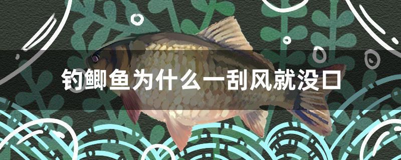 釣鯽魚為什么一刮風就沒口 水草