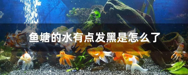 魚塘的水有點發(fā)黑是怎么了 帝王迷宮