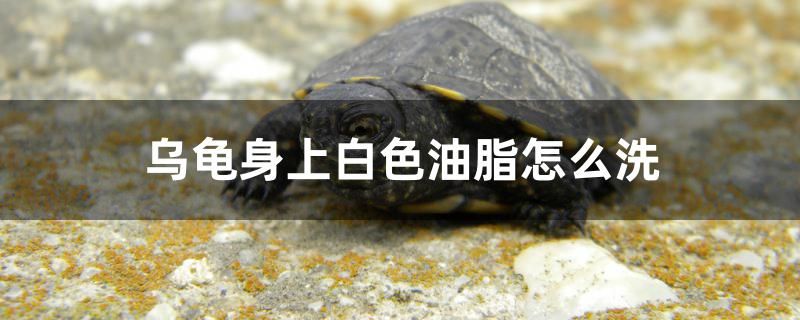 烏龜身上白色油脂怎么洗 斑馬鴨嘴魚