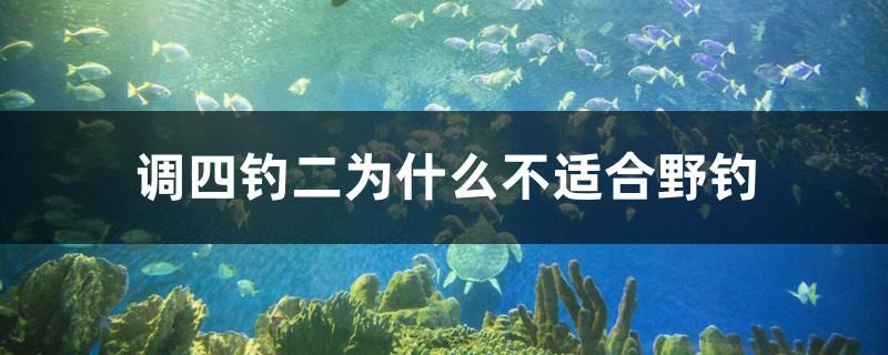 調四釣二為什么不適合野釣 七紋巨鯉魚