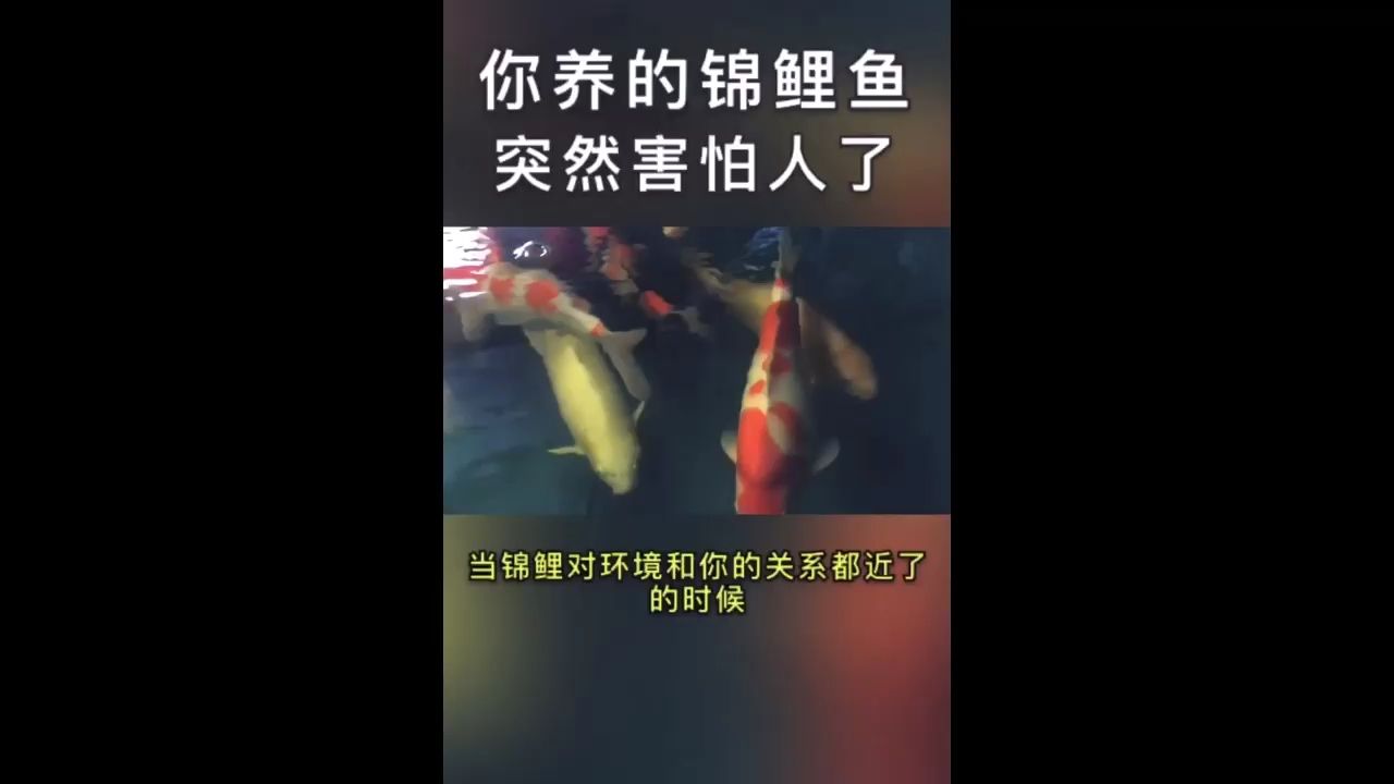 你養(yǎng)的錦鯉魚為什么突然怕人了？ 觀賞魚論壇 第1張