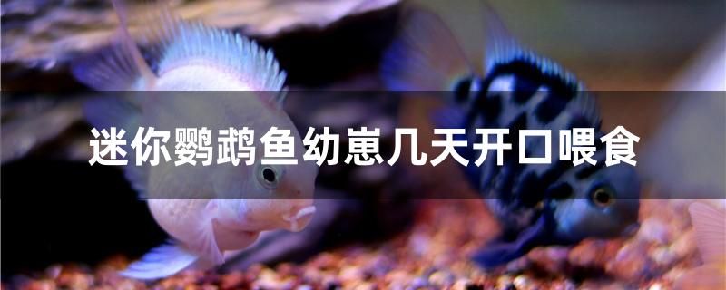 迷你鸚鵡魚幼崽幾天開口喂食 觀賞魚市場（混養(yǎng)魚）