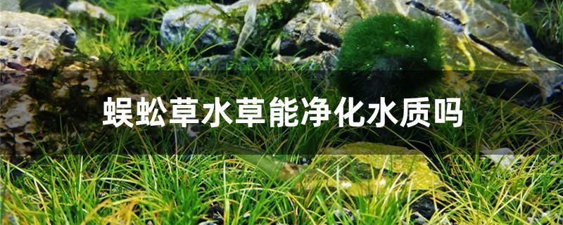 蜈蚣草水草能凈化水質(zhì)嗎 黑桃A魚(yú)