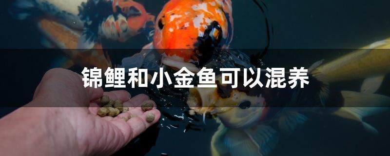 錦鯉和小金魚可以混養(yǎng) 觀賞魚水族批發(fā)市場