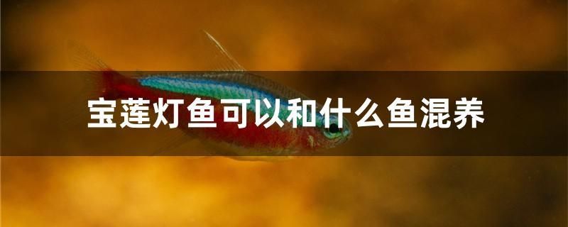 寶蓮燈魚(yú)可以和什么魚(yú)混養(yǎng) 稀有金龍魚(yú)