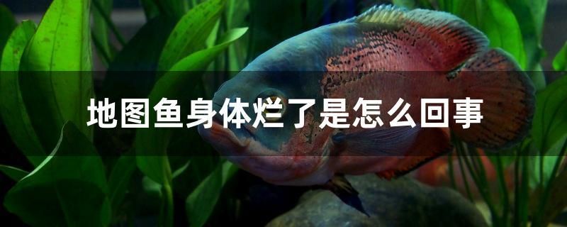 地圖魚身體爛了是怎么回事 水族世界