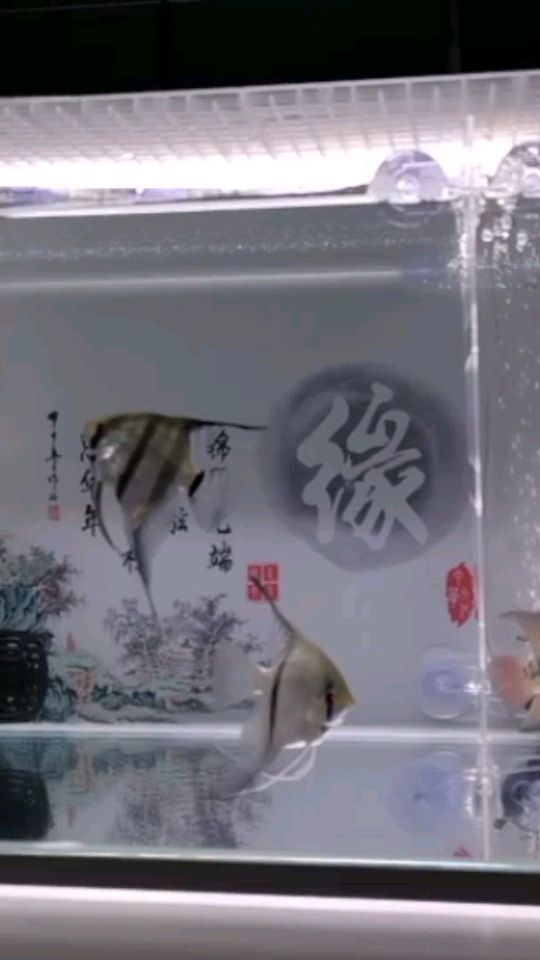 小鴻運(yùn)咬不咬電源線啊 觀賞魚(yú)論壇