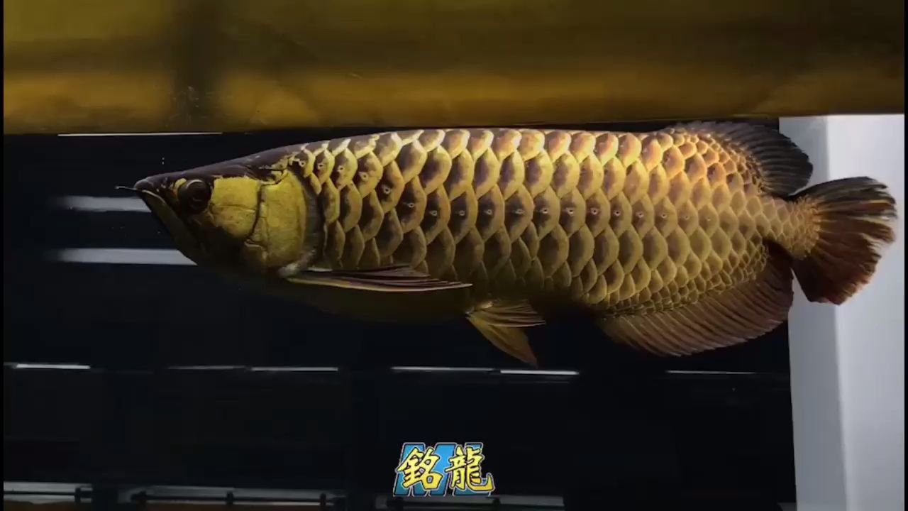 魚缸成木造景好不好養(yǎng)魚（魚缸造景沉木上的植物能活多久） 紅化白子銀龍