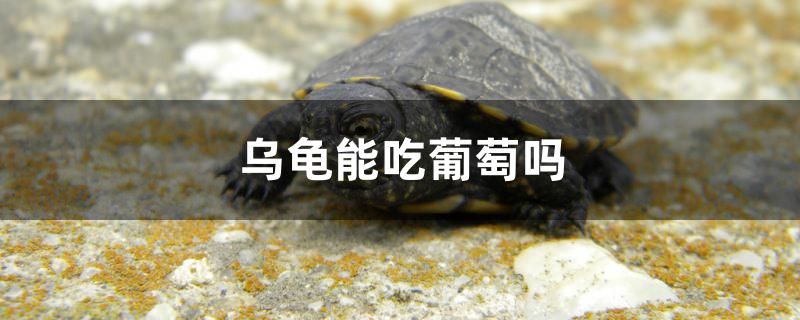 烏龜能吃葡萄嗎 觀賞魚進出口