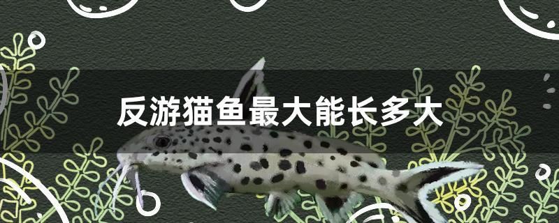 反游貓魚最大能長多大 廣州水族器材濾材批發(fā)市場