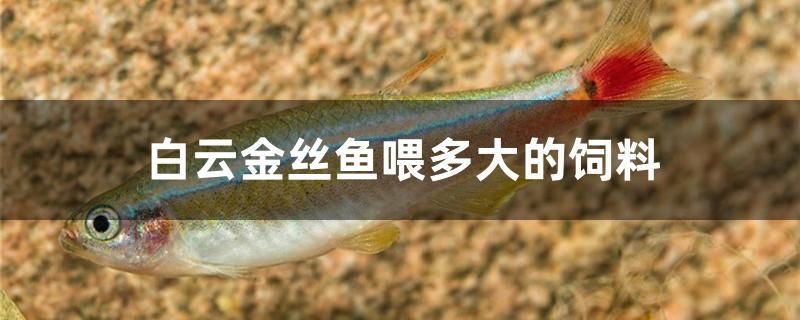 白云金絲魚喂多大的飼料