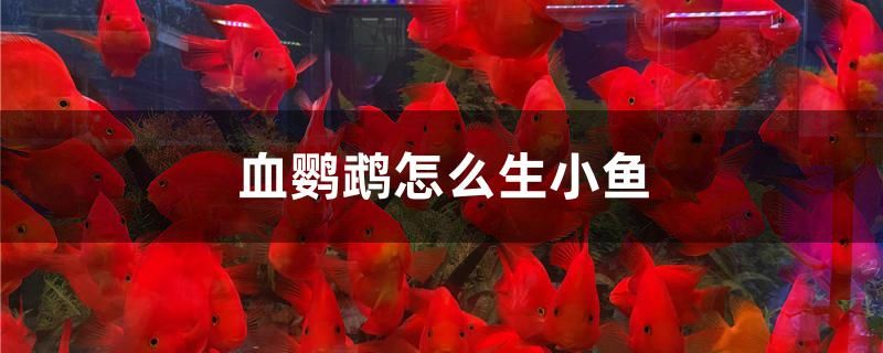 血鸚鵡怎么生小魚 魚糧魚藥