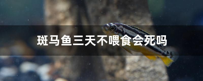 斑馬魚三天不喂食會死嗎 觀賞魚市場（混養(yǎng)魚）