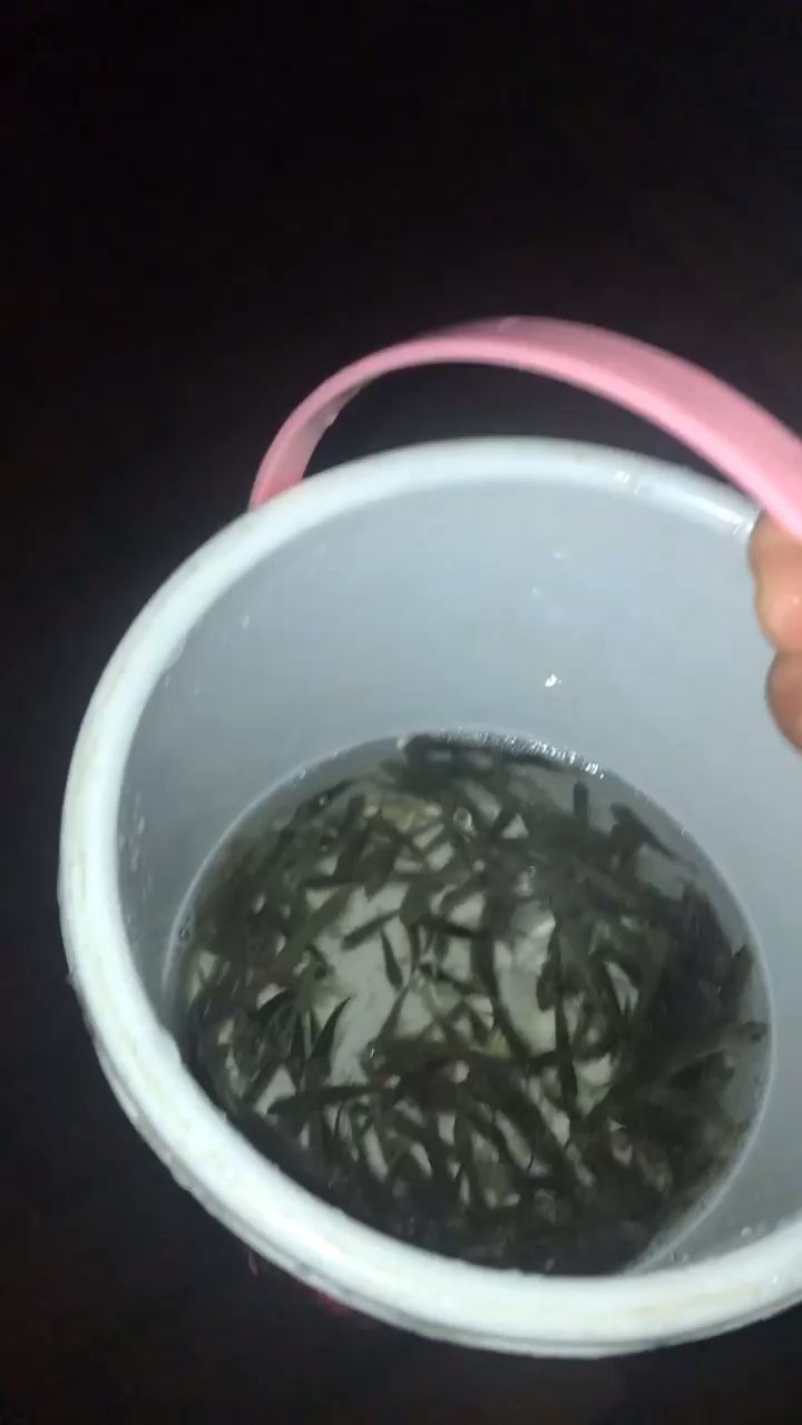 小活魚晚餐、自助餐 觀賞魚論壇 第1張