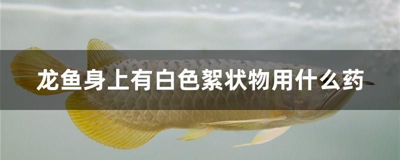 龍魚身上有白色絮狀物用什么藥 祥龍水族護理水