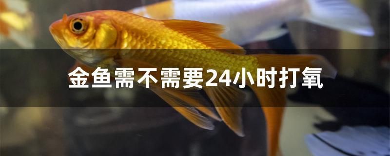 金魚需不需要24小時(shí)打氧 細(xì)線銀板魚苗