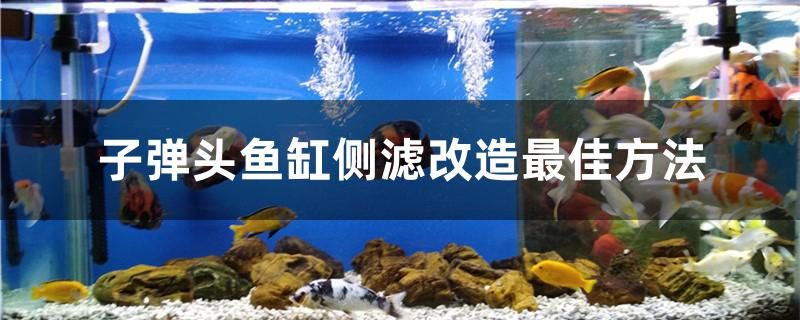 子彈頭魚缸側濾改造方法是什么 錦鯉池魚池建設