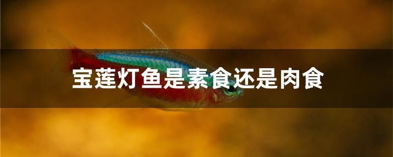 寶蓮燈魚是素食還是肉食 印尼三紋虎