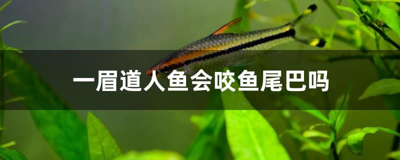 一眉道人魚會咬魚尾巴嗎 觀賞魚市場（混養(yǎng)魚）