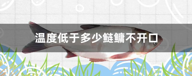 溫度低于多少鰱鳙不開口 申古三間魚