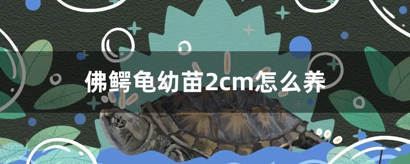 佛鱷龜幼苗2cm怎么養(yǎng) 雙線側(cè)魚(yú)