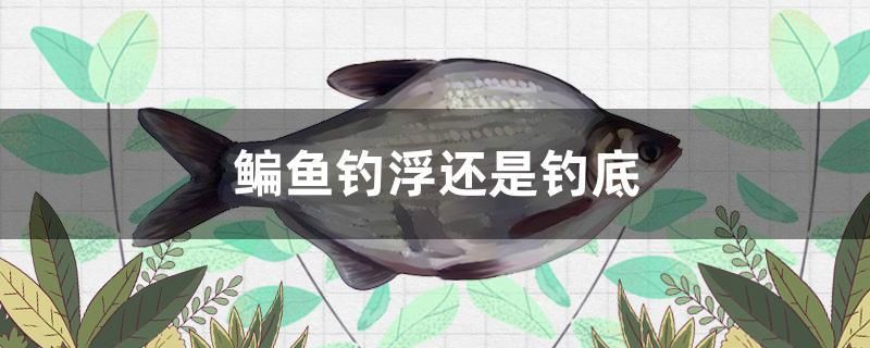 鳊魚釣浮還是釣底 大湖紅龍魚