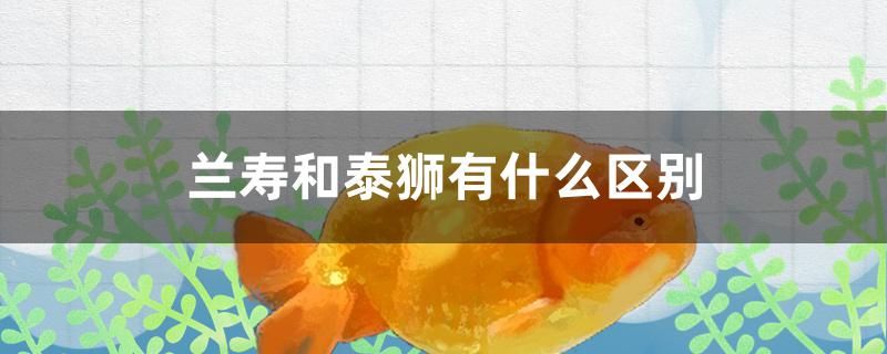 蘭壽和泰獅有什么區(qū)別 斑馬鴨嘴魚