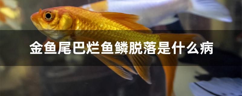 金魚尾巴爛魚鱗脫落是什么病 白子關(guān)刀魚