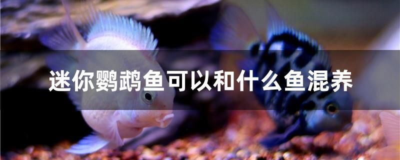 迷你鸚鵡魚可以和什么魚混養(yǎng) 飛鳳魚