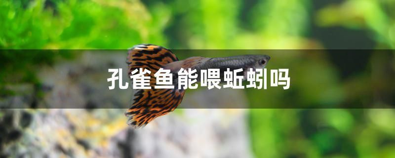 孔雀魚能喂蚯蚓嗎