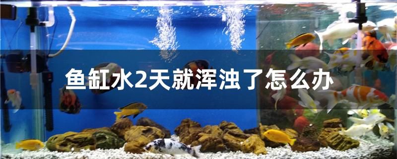 魚缸水2天就渾濁了怎么辦 斑馬狗頭魚