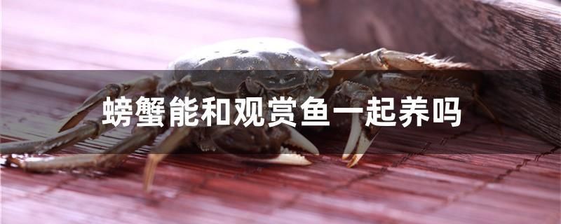 螃蟹能和觀賞魚一起養(yǎng)嗎 巴西亞魚