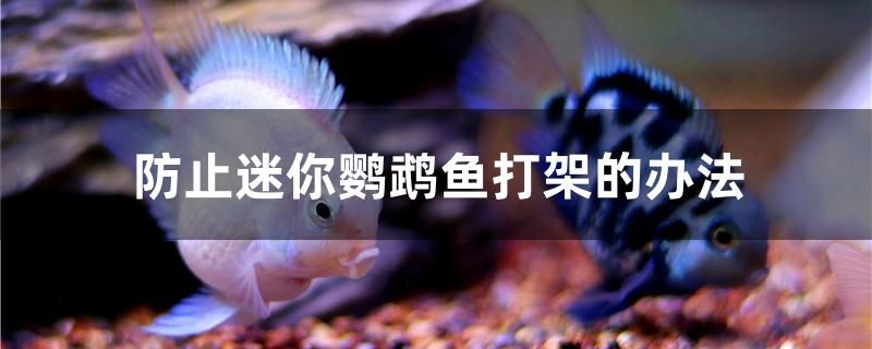 防止迷你鸚鵡魚(yú)打架的辦法