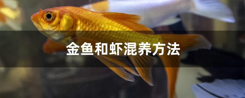 金魚和蝦混養(yǎng)方法