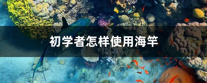 初學(xué)者怎樣使用海竿 觀賞魚疾病