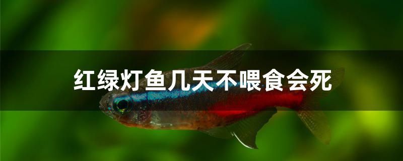 紅綠燈魚幾天不喂食會(huì)死 元寶鳳凰魚