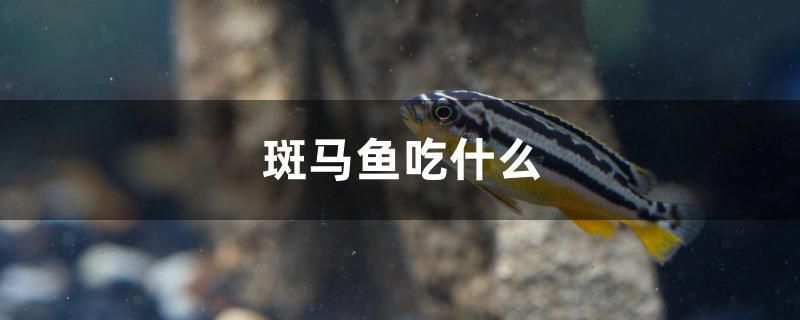 斑馬魚吃什么 黃金招財貓魚