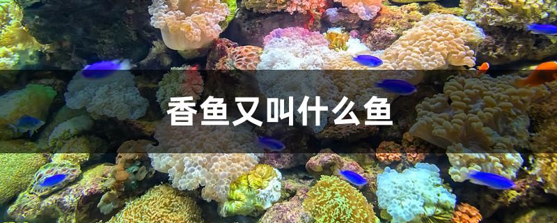 香魚又叫什么魚 紅化白子銀龍