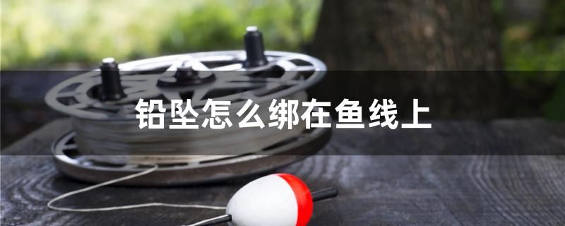 鉛墜怎么綁在魚線上 紅龍專用魚糧飼料