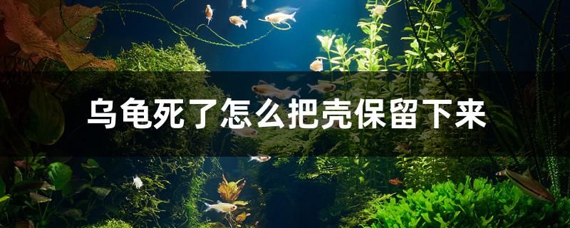 烏龜死了怎么把殼保留下來 黑白雙星魚