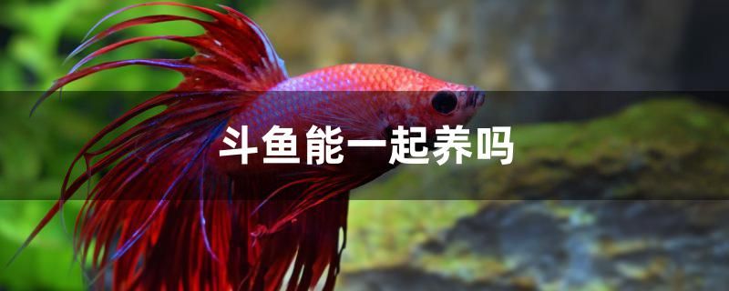 斗魚能一起養(yǎng)嗎