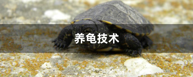 養(yǎng)龜技術(shù)介紹