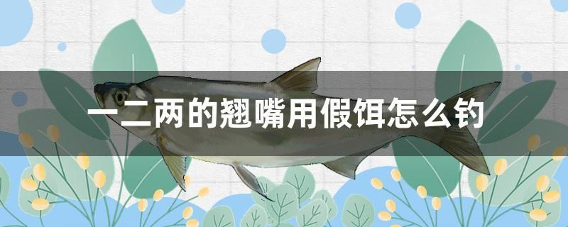 一二兩的翹嘴用假餌怎么釣 紅白錦鯉魚