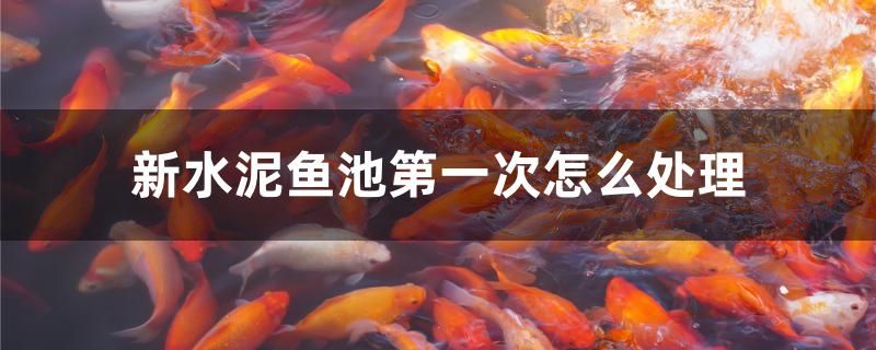 新水泥魚池第一次怎么處理 圣菲埃及魚