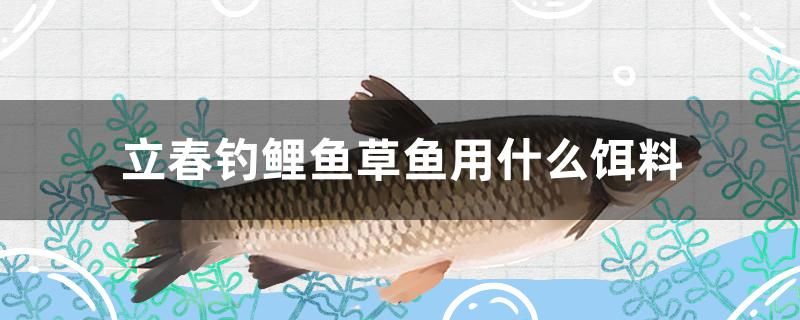 立春釣鯉魚草魚用什么餌料 印尼小紅龍